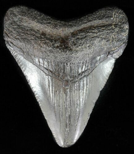 Juvenile Megalodon Tooth - Georgia #59211